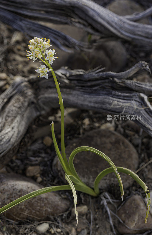 山麓死亡camas, Zigadenus paniculatum，大盆地国家公园，内华达州。大盆地沙漠。Melanthiaceae家庭